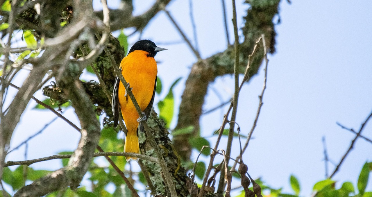 Baltimore Oriole (All Other Observations)